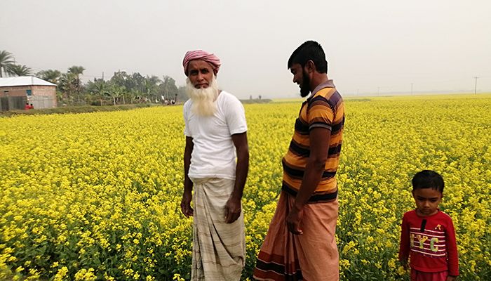 সরিষার বাম্পার ফলনের সম্ভাবনা