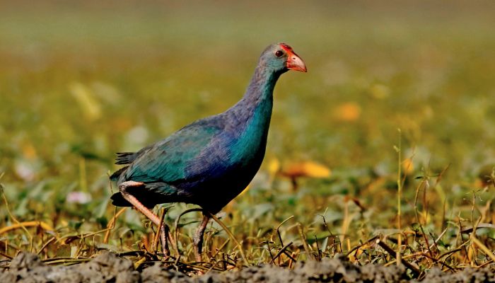 বেগুনি কালেম