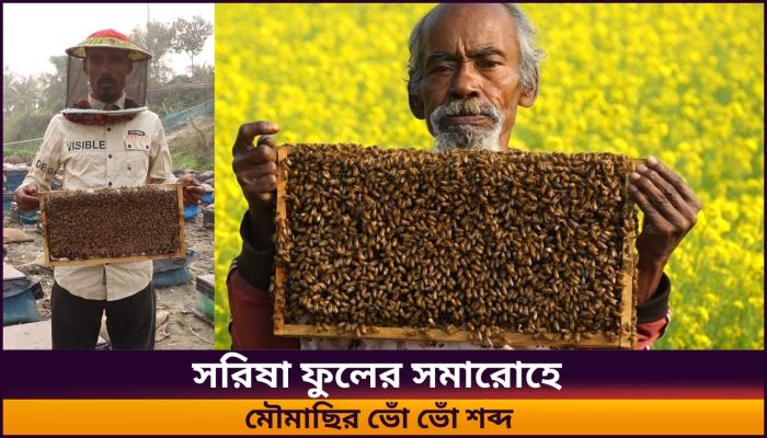পাবনায় সরিষা ফুলের মধু সংগ্রহে ব্যস্ত মৌয়ালরা