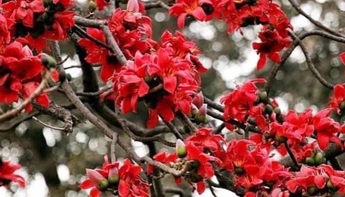 রঙে রঙিন দেশের সবচেয়ে বড় শিমুল বাগান