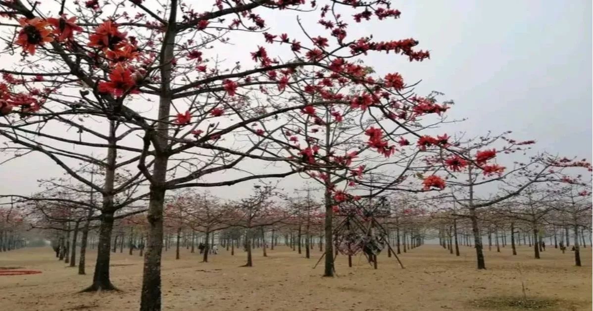 রঙে রঙিন দেশের সবচেয়ে বড় শিমুল বাগান