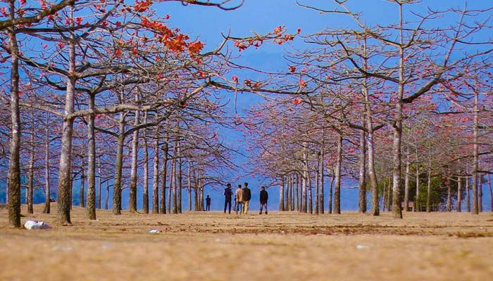 রঙে রঙিন দেশের সবচেয়ে বড় শিমুল বাগান