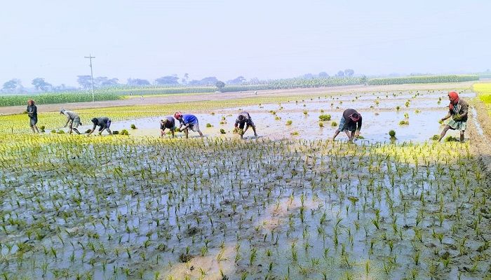 বোরো আবাদে ব্যস্ত কৃষক