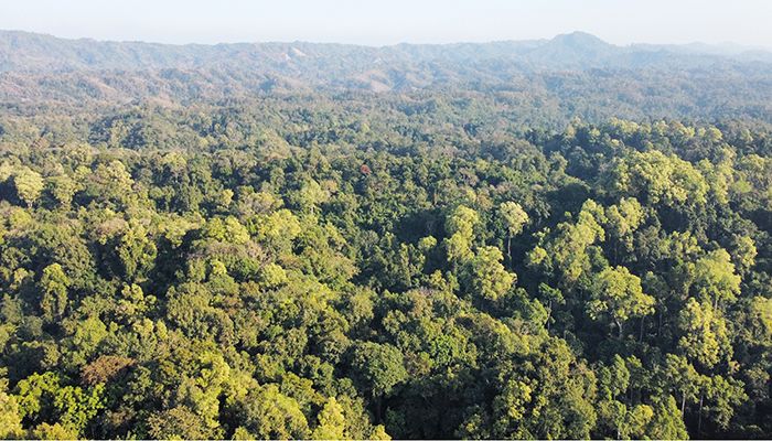 চিরহরিৎ বন রক্ষায় সাফল্য