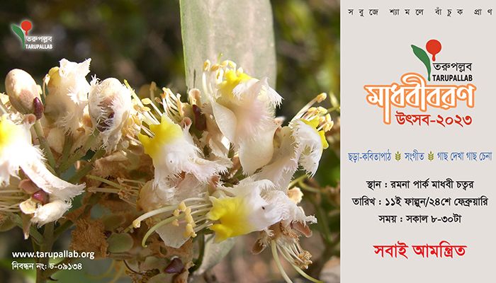 শুক্রবার তরুপল্লবের মাধবীবরণ উৎসব