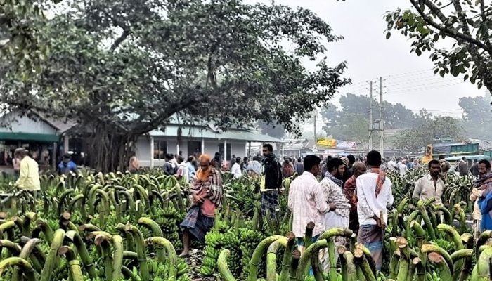 কলা চাষে ঝুঁকছেন টাঙ্গাইলের পাহাড়ি অঞ্চলের কৃষক