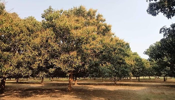 বসন্তের শুরুতেই শোভা পাচ্ছে আমের মুকুল