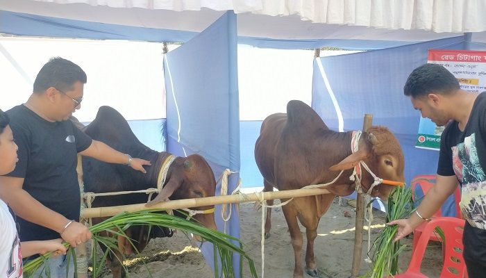 সবার নজর কেড়েছে রেড চিটাগাং-শাহী ওয়াল ষাঁড়