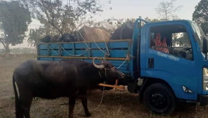 গাইবান্ধায় ১৬ মহিষসহ চোর চক্রের সদস্য আটক