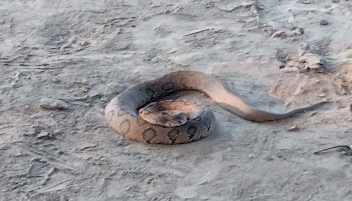 গড়াই নদীর চর থেকে বিষধর রাসেল ভাইপার উদ্ধার