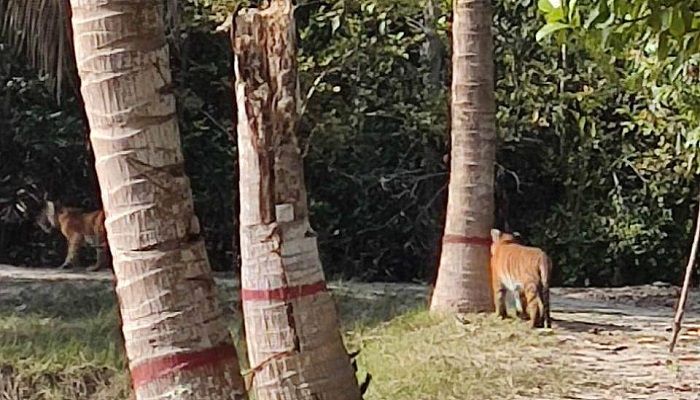 অফিসের পাশে ঘুরছে ৩ বাঘ, আতঙ্কে বনরক্ষীরা