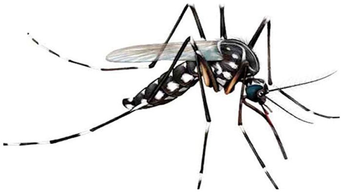 দ্রুত মশা তাড়াতে রসুনের ব্যবহার