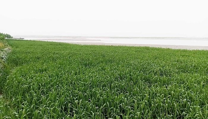 তিস্তার চরে গম চাষে আগ্রহ বেড়েছে কৃষকদের  