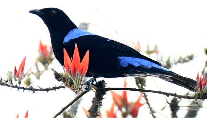 খাগড়াছড়ির বনে নীলপরী