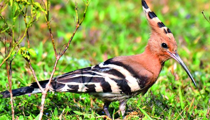 হুদহুদ উপাখ্যান