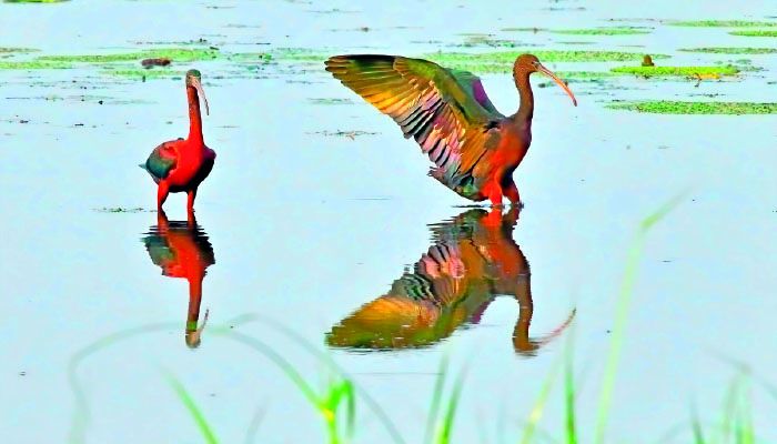খয়রা-কাস্তেচরা