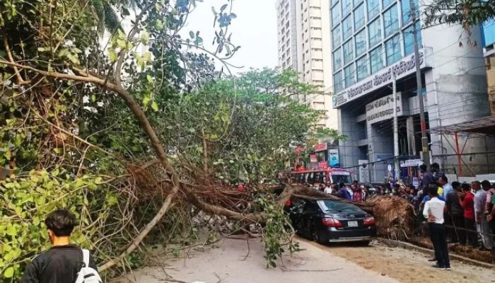 ঝড়ে চলন্ত গাড়ির ওপর ভেঙে পড়ল গাছ