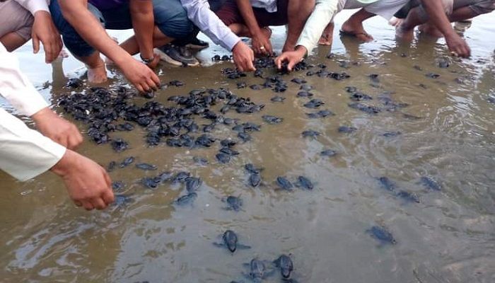 সমুদ্র সৈকতে ২৭০ কাছিমের বাচ্চা অবমুক্ত