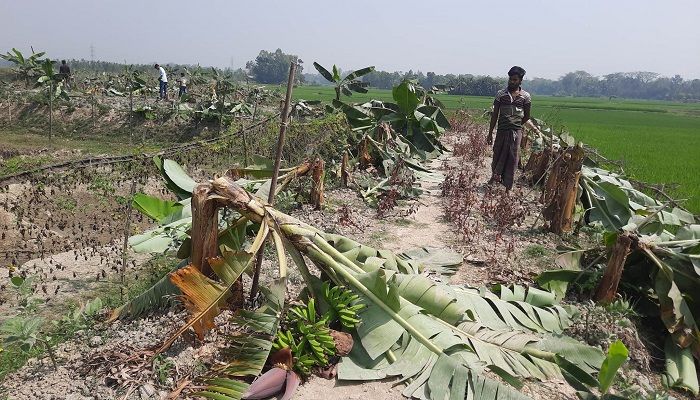 লক্ষ্মীপুরে মামলা করায় ১০ হাজার গাছ কাটার অভিযোগ