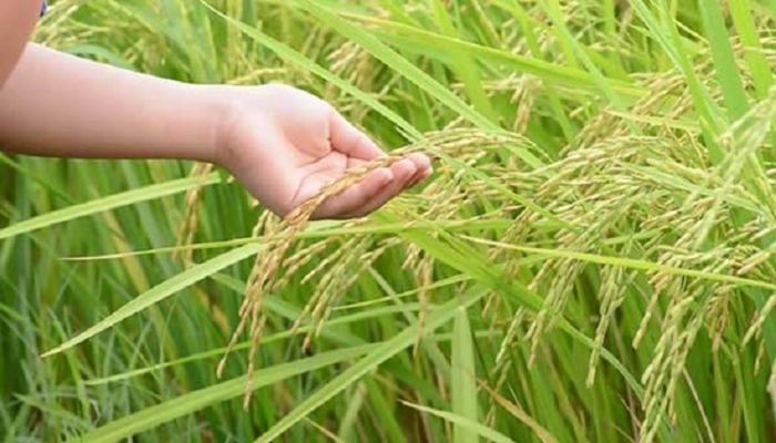 ব্রির উচ্চ ফলনশীল ডায়াবেটিক চাল উদ্ভাবন
