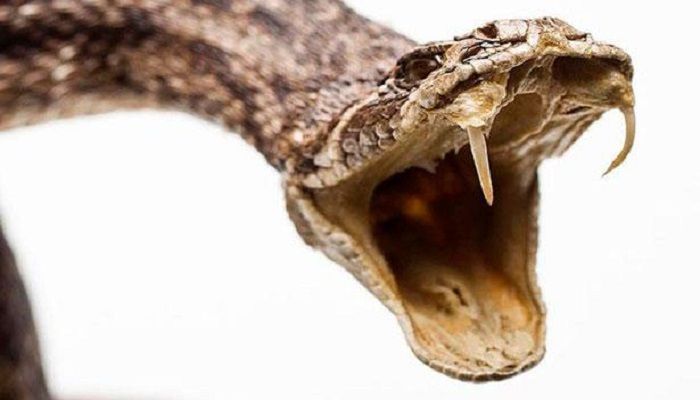 গাইবান্ধায় সাপের কামড়ে গৃহবধূর মৃত্যু