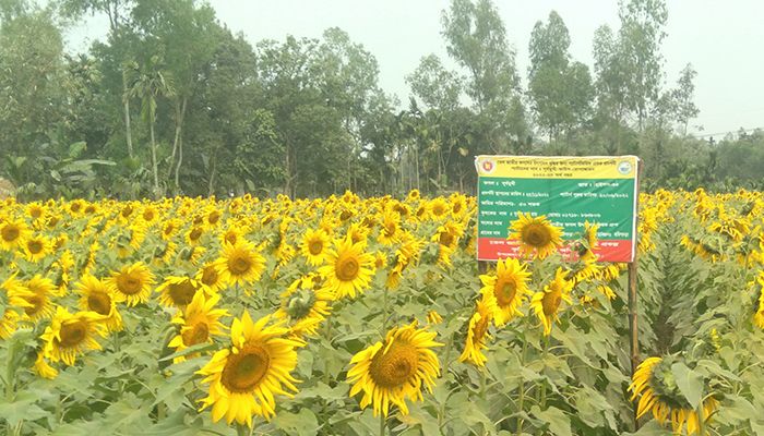 নীলফামারীতে সূর্যমুখী চাষে আগ্রহ বাড়ছে কৃষকের 
