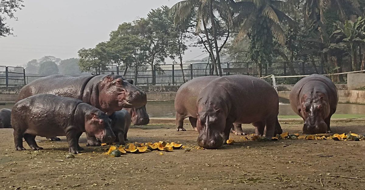 ঈদের দ্বিতীয় দিনে জমজমাট চিড়িয়াখানা