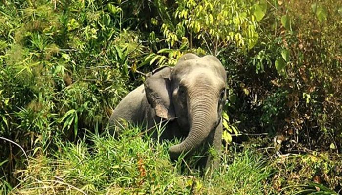 বন‍্য হাতির পায়ে পিষ্ট হয়ে কিশোরের মৃত্যু 