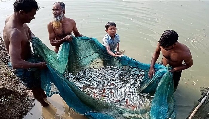 নেত্রকোণায় মাছের সাথে শত্রুতা