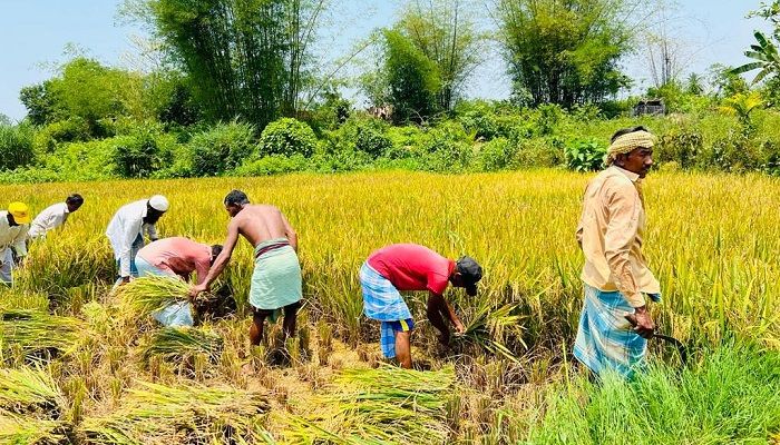 কৃষকের ধান কাটার টাকা দিয়ে প্রশংসায় ইউপি সদস্য  