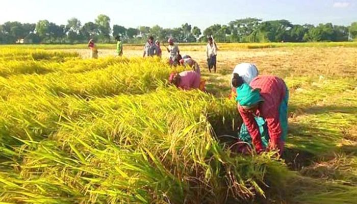 হাওরে ৭০ শতাংশ বোরো ধান কাটা সম্পন্ন 