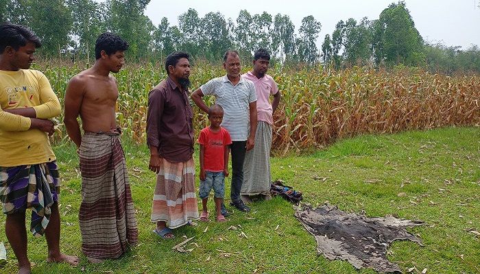 গরু চুরি করে মাংস ভাগ করে নিলো দুর্বৃত্তরা