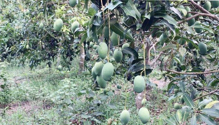 তাপদাহে ঝরে পড়ছে গাছের আম