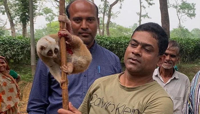 শ্রীমঙ্গলে লজ্জাবতী বানর উদ্ধার