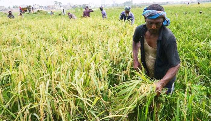 ৩০ টাকা দরে বোরো ধান কিনবে সরকার