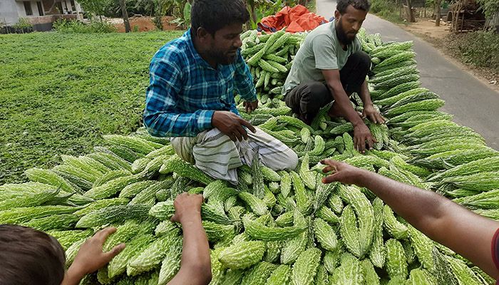 হাইব্রিড করলা চাষে কৃষকের মুখে হাসি