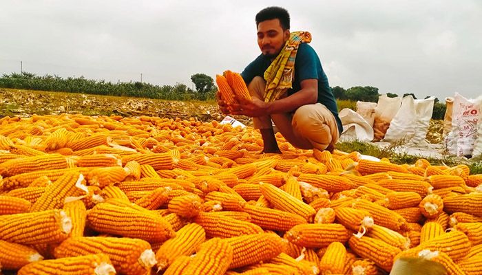 স্বপ্ন বুনছেন ভুট্টা চাষিরা