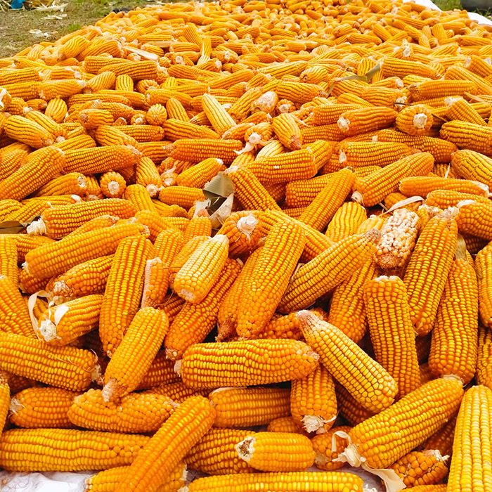 স্বপ্ন বুনছেন ভুট্টা চাষিরা
