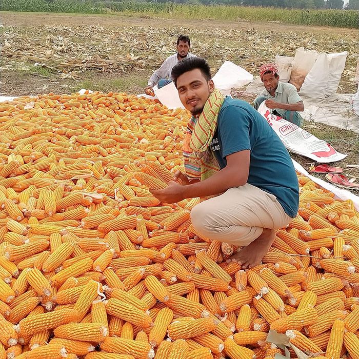 স্বপ্ন বুনছেন ভুট্টা চাষিরা