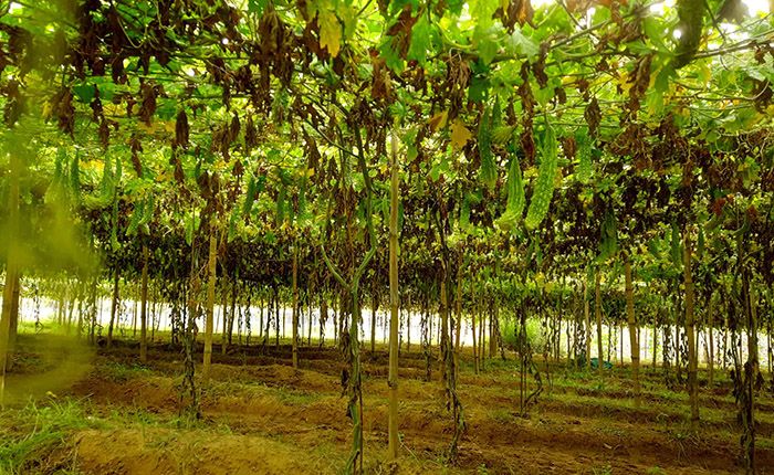 হাইব্রিড করলা চাষে কৃষকের মুখে হাসি