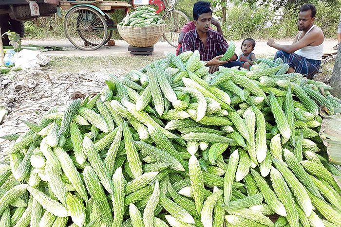 হাইব্রিড করলা চাষে কৃষকের মুখে হাসি