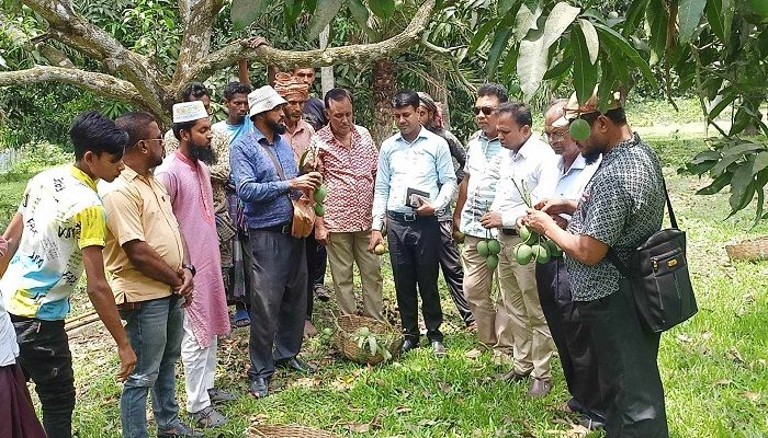 ইউরোপের বাজারে শার্শার হিমসাগর আম