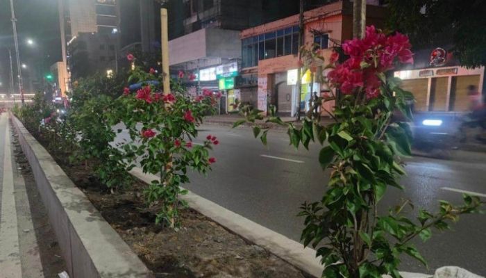 গাছ কেটে ফুলগাছ লাগাচ্ছে ডিএসসিসি