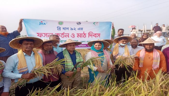 হবিগঞ্জে ব্রি-৯২ ধানের বাম্পার ফলন