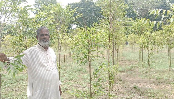 ঝিনাইদহে প্রথমবার আগর চাষে সিদ্দিকুরের সফলতা