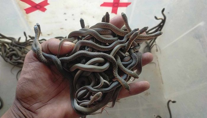﻿জলঢোড়া সাপের বাচ্চা। ছবি: পঞ্চগড় প্রতিনিধি