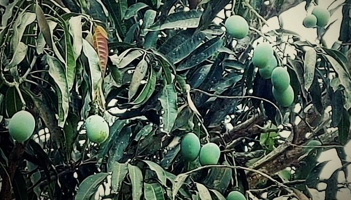 পরিপক্ব না হওয়ায় প্রথম দিনে বাজারে আসেনি রাজশাহীর আম