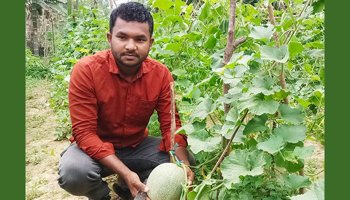 দেশেই হচ্ছে মরুভূমির সাম্মাম ফল 