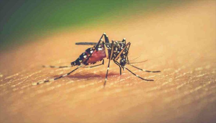 ডেঙ্গু আক্রান্ত আরও ৯৫ জন হাসপাতালে