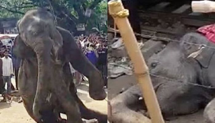 ঢাকায় ট্রেনের ধাক্কায় হাতির মৃত্যু